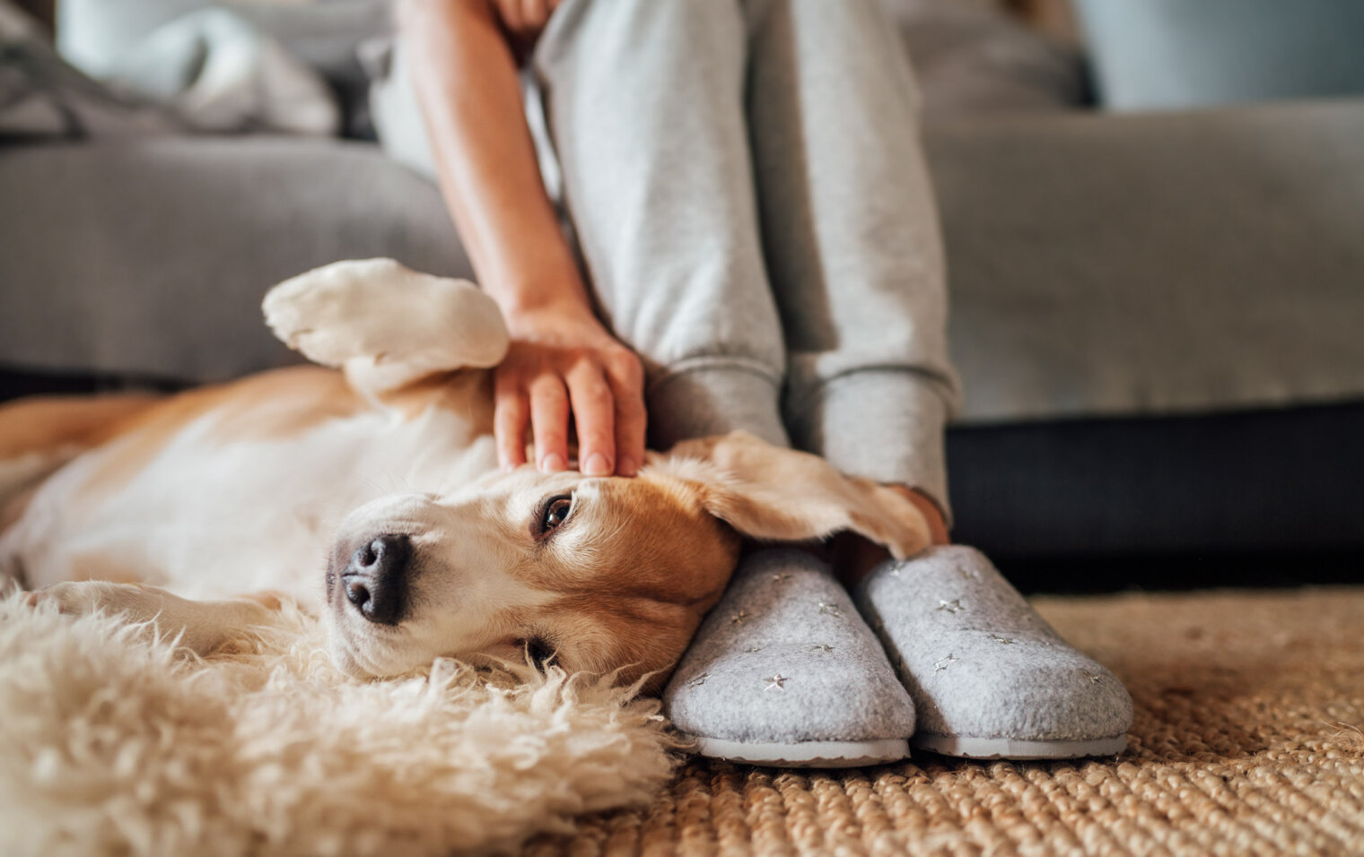 dog being pet at pet-friendly apartments omaha